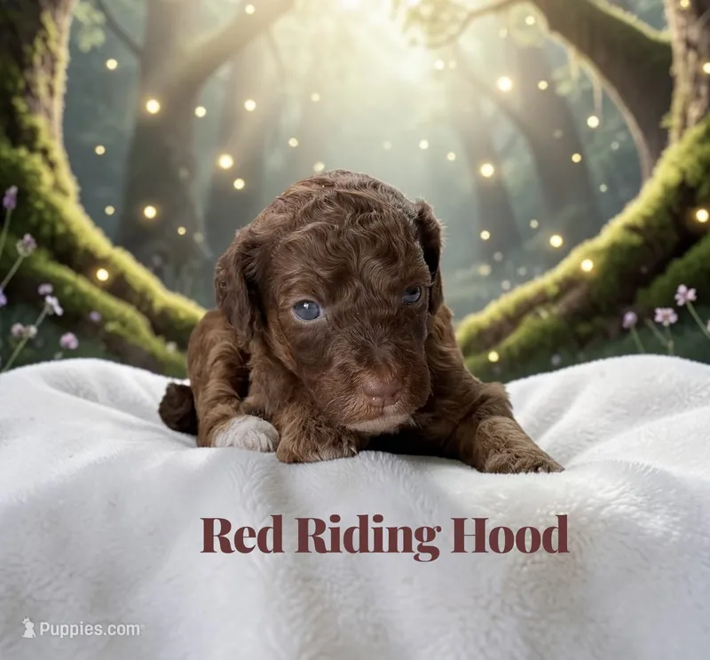 Red Riding Hood – Poodle - Standard  puppy for sale in Ellenburg Depot, NY