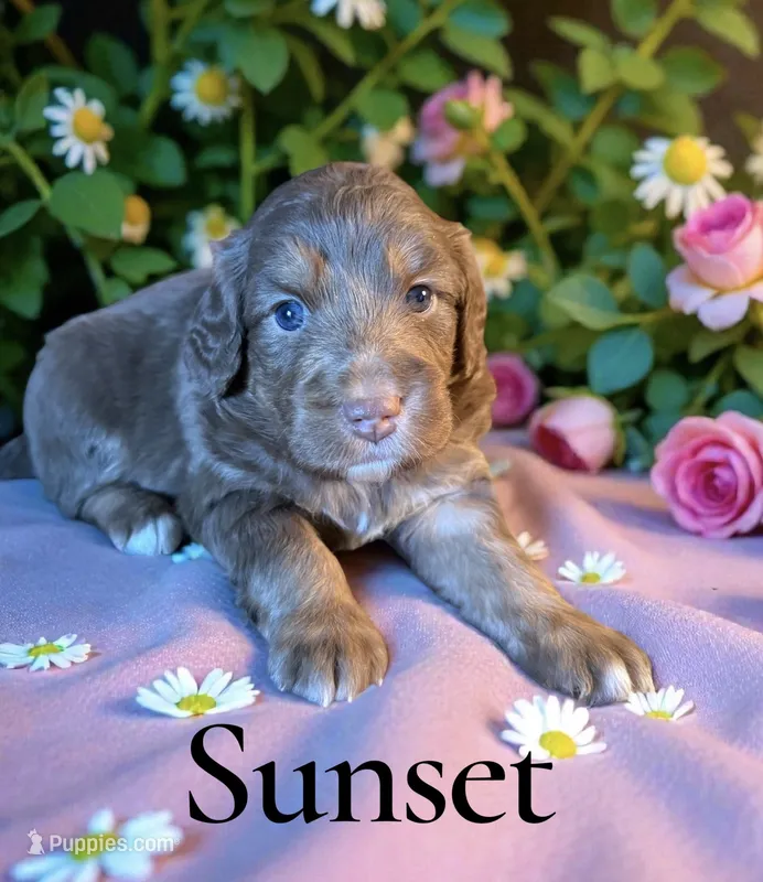 Sunset – Miniature Aussiedoodle puppy for sale in Ellenburg Depot, NY