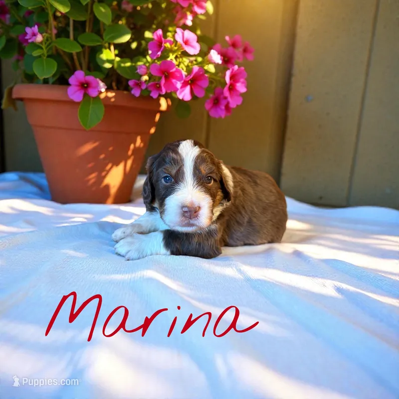Marina, a female Miniature Aussiedoodle for sale in Ellenburg Depot, NY – 1 of 4