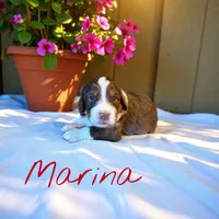 Marina, a female Miniature Aussiedoodle for sale in Ellenburg Depot, NY – 1 of 4