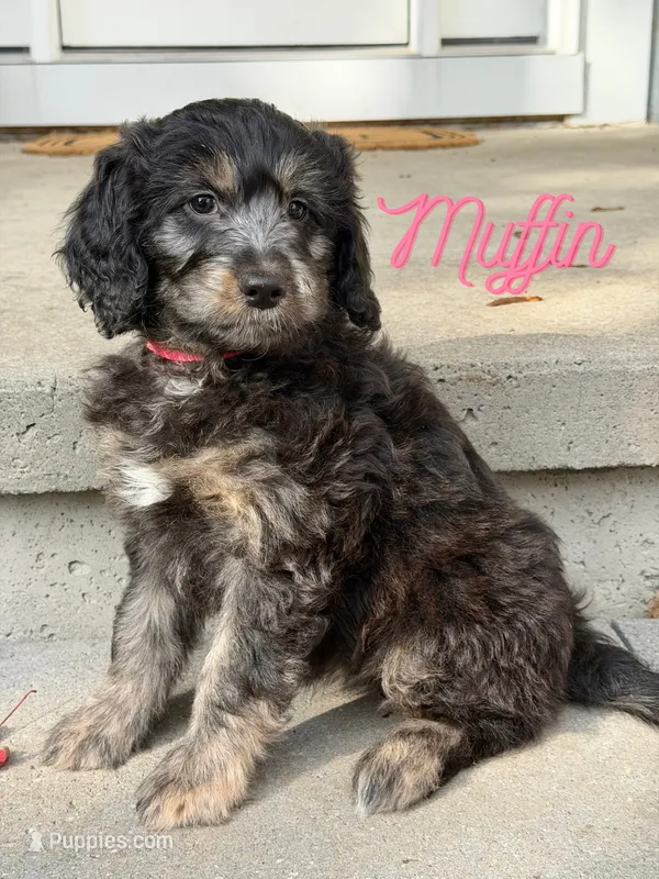 Muffin – Aussiedoodle, Miniature Aussiedoodle puppy for sale in Ellenburg Depot, NY