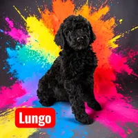 Lungo, a male Poodle - Standard  for sale in Ellenburg Depot, NY – Photo 1 of 3