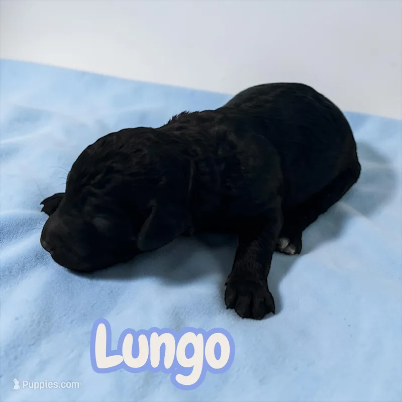 Lungo