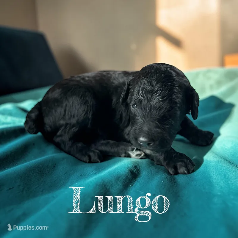Lungo – Poodle - Standard  puppy for sale in Ellenburg Depot, NY
