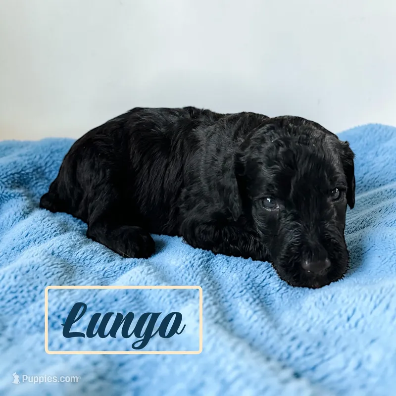 Lungo – Poodle - Standard  puppy for sale in Ellenburg Depot, NY