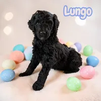 Lungo, a male Poodle - Standard  for sale in Ellenburg Depot, NY – Photo 1 of 2