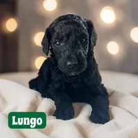 Lungo, a male Poodle - Standard  for sale in Ellenburg Depot, NY – Photo 2 of 2