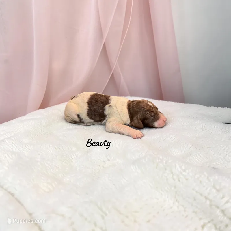 Beauty – Poodle - Standard  puppy for sale in Ellenburg Depot, NY