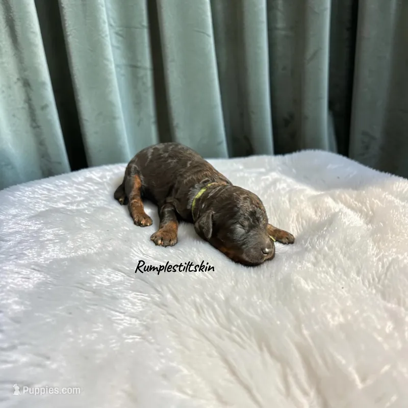 Rumpelstiltskin – Poodle - Standard  puppy for sale in Ellenburg Depot, NY