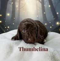 Thumbelina, a female Poodle - Standard  for sale in Ellenburg Depot, NY – 2 of 5