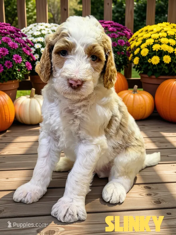 Slinky – Goldendoodle puppy for sale in Ellenburg Depot, NY