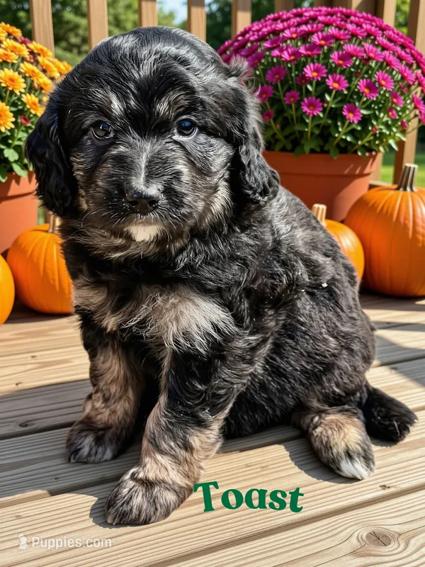 Toast – Aussiedoodle, Miniature Aussiedoodle puppy for sale in Ellenburg Depot, NY