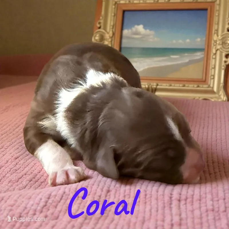 Coral – Miniature Aussiedoodle puppy for sale in Ellenburg Depot, NY