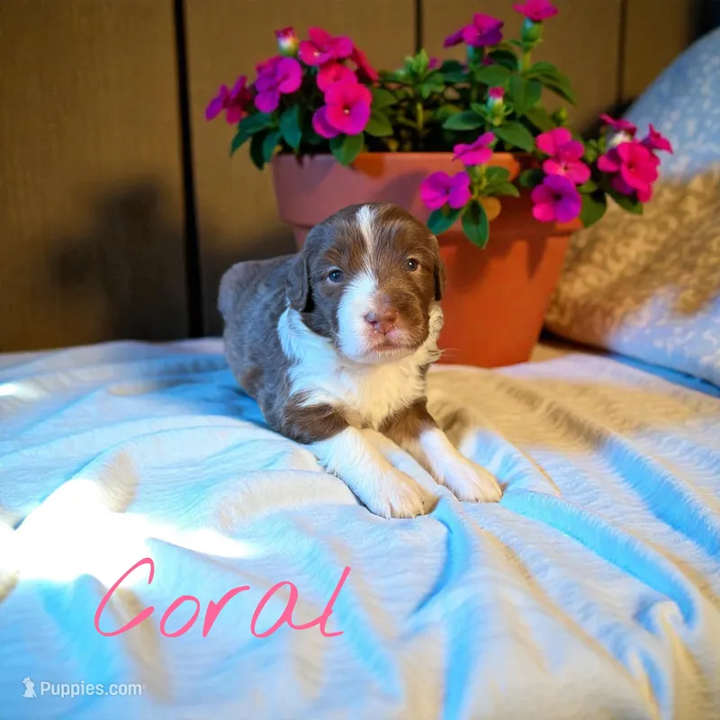 Coral, a female Miniature Aussiedoodle for sale in Ellenburg Depot, NY – 1 of 4