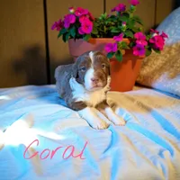 Coral, a female Miniature Aussiedoodle for sale in Ellenburg Depot, NY – 1 of 4