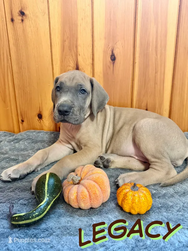 Legacy – Great Dane puppy on hold in Ellenburg Depot, NY