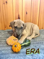 Era, a female Great Dane for sale in Ellenburg Depot, NY – 2 of 8