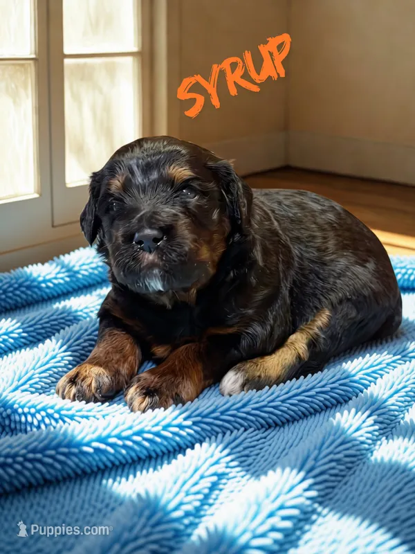 Syrup – Aussiedoodle, Miniature Aussiedoodle puppy for sale in Ellenburg Depot, NY