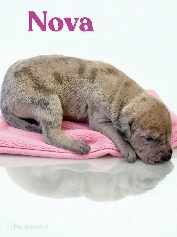 Nova – Great Dane puppy for sale in Ellenburg Depot, NY