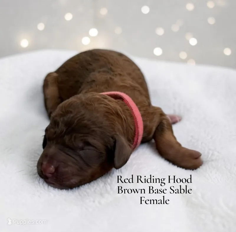 Red Riding Hood – Poodle - Standard  puppy for sale in Ellenburg Depot, NY