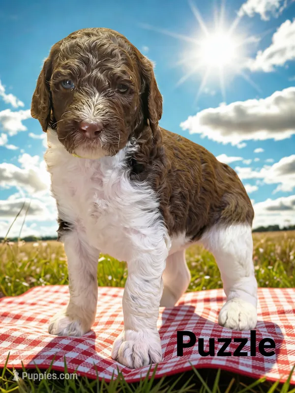 Puzzle – Goldendoodle puppy for sale in Ellenburg Depot, NY