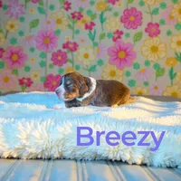 Breezy, a female Miniature Aussiedoodle for sale in Ellenburg Depot, NY – 2 of 4
