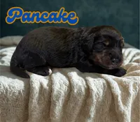 Pancake, a male Aussiedoodle and Miniature Aussiedoodle for sale in Ellenburg Depot, NY – 2 of 2
