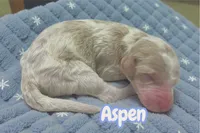 Aspen, a male Goldendoodle for sale in Ellenburg Depot, NY – Photo 3 of 3