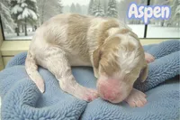 Aspen, a male Goldendoodle for sale in Ellenburg Depot, NY – Photo 2 of 3