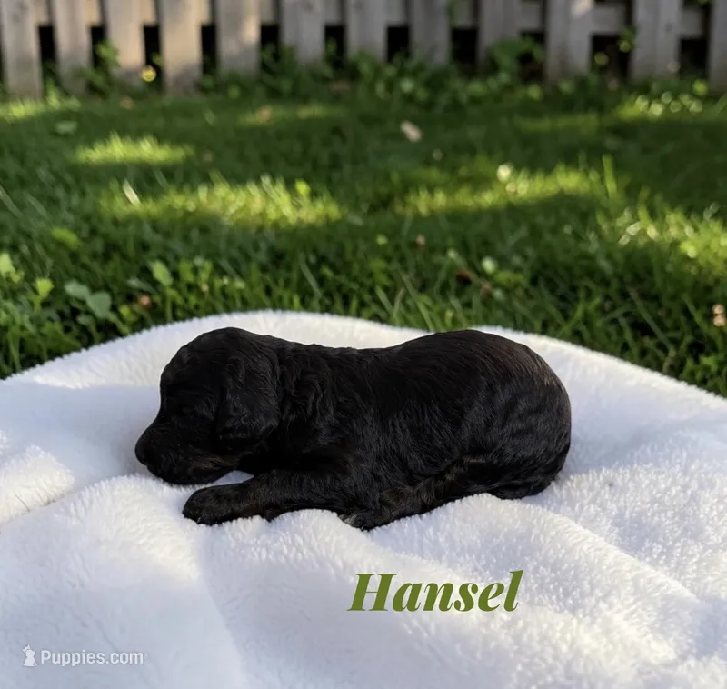 Hansel – Poodle - Standard  puppy for sale in Ellenburg Depot, NY