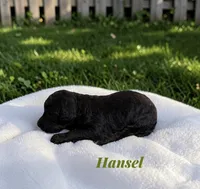 Hansel, a male Poodle - Standard  for sale in Ellenburg Depot, NY – 6 of 8