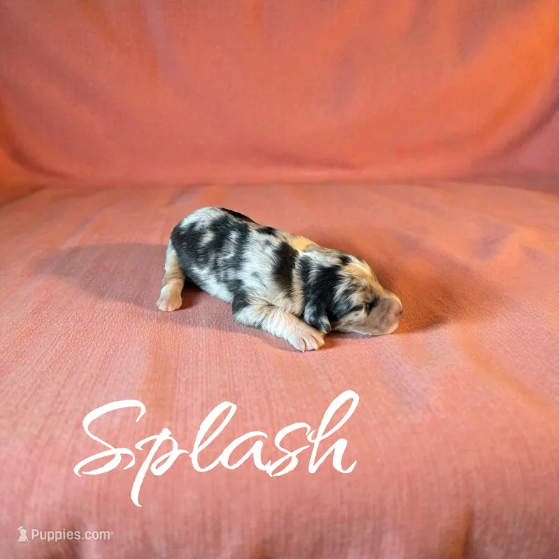 Splash – Miniature Aussiedoodle puppy for sale in Ellenburg Depot, NY