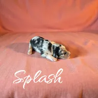Splash, a female Miniature Aussiedoodle for sale in Ellenburg Depot, NY – 3 of 4