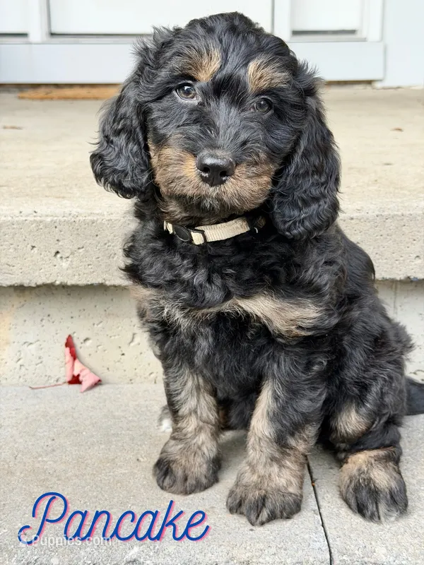 Pancake – Aussiedoodle, Miniature Aussiedoodle puppy for sale in Ellenburg Depot, NY