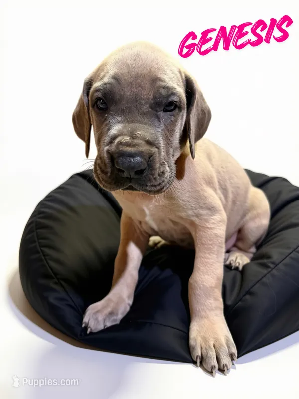 Genesis – Great Dane puppy for sale in Ellenburg Depot, NY
