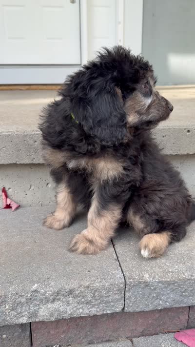 Toast, a male Aussiedoodle and Miniature Aussiedoodle for sale in Ellenburg Depot, NY – 9 of 9