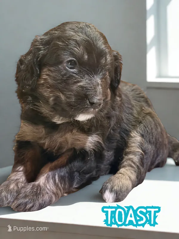 Toast – Aussiedoodle, Miniature Aussiedoodle puppy for sale in Ellenburg Depot, NY