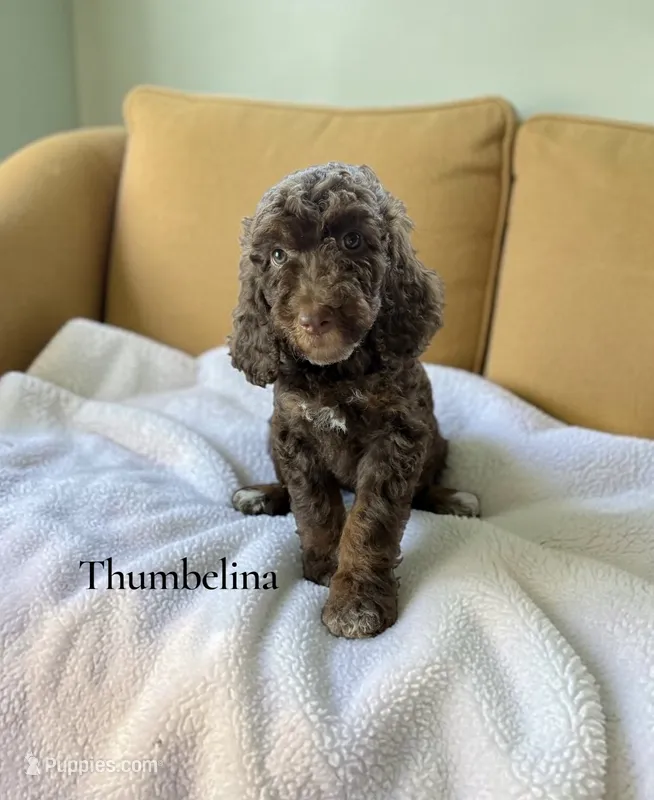 Thumbelina – Poodle - Standard  puppy for sale in Ellenburg Depot, NY
