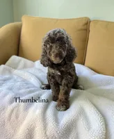 Thumbelina, a female Poodle - Standard  for sale in Ellenburg Depot, NY – 1 of 5
