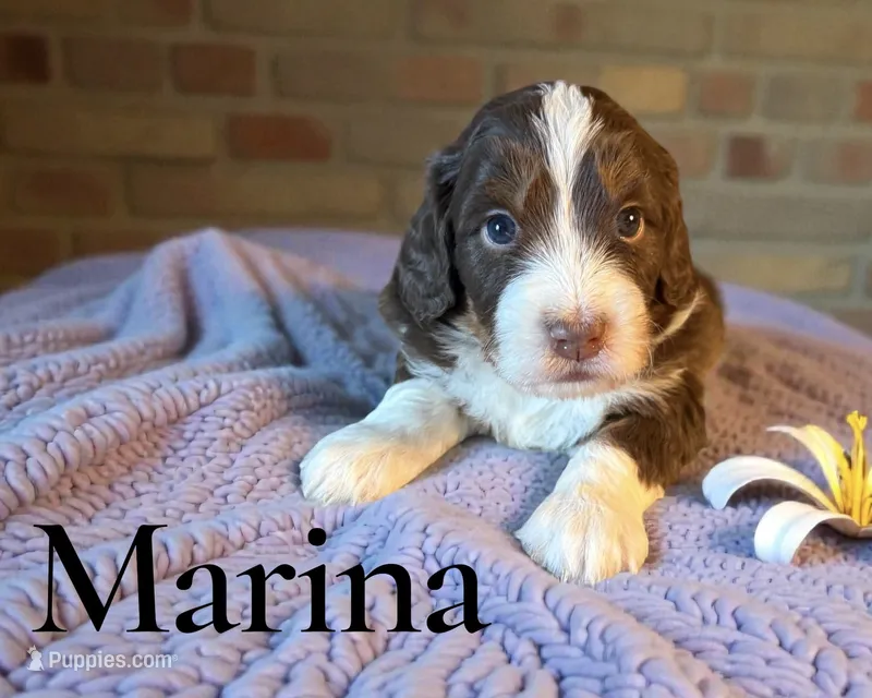Marina – Miniature Aussiedoodle puppy for sale in Ellenburg Depot, NY
