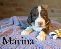 Marina, a female Miniature Aussiedoodle for sale in Ellenburg Depot, NY – 2 of 6