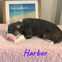 Harbor, a female Miniature Aussiedoodle for sale in Ellenburg Depot, NY – 2 of 2