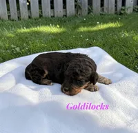 Goldilocks, a female Poodle - Standard  for sale in Ellenburg Depot, NY – 6 of 8