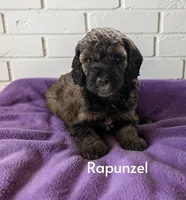 Rapunzel, a female Poodle - Standard  for sale in Ellenburg Depot, NY – 3 of 7