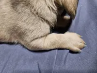 Alvin, a male Dachshund for sale in Spring Green, WI – Photo 4 of 4