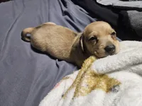 Alvin, a male Dachshund for sale in Spring Green, WI – Photo 3 of 4