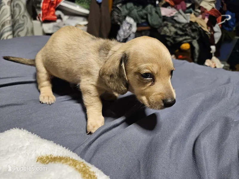 Alvin – Dachshund puppy for sale in Spring Green, WI