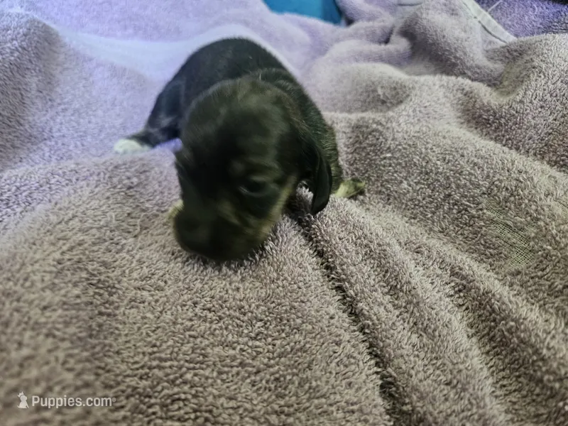 Athena – Dachshund puppy for sale in Spring Green, WI