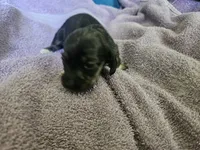 Athena, a female Dachshund for sale in Spring Green, WI – 1 of 2