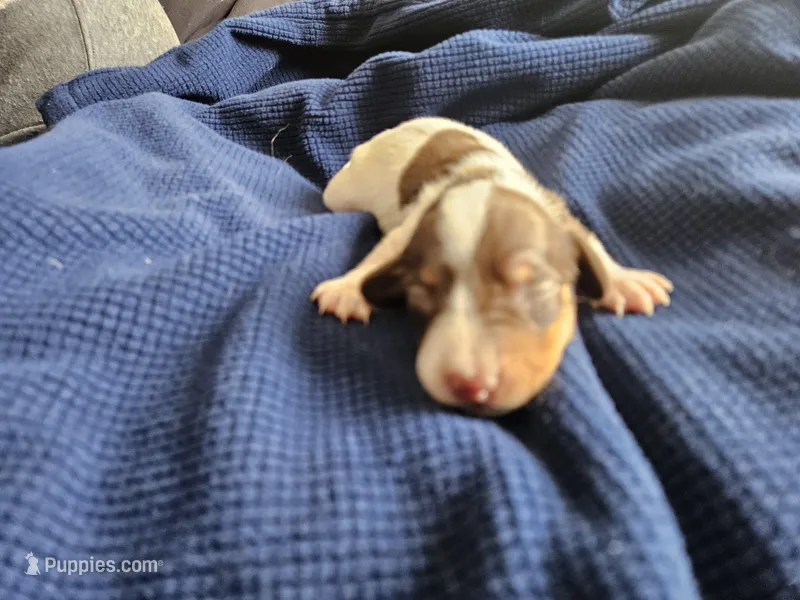 Ava – Dachshund puppy for sale in Spring Green, WI